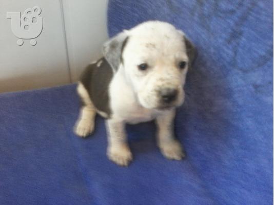 PoulaTo: pitbull bully